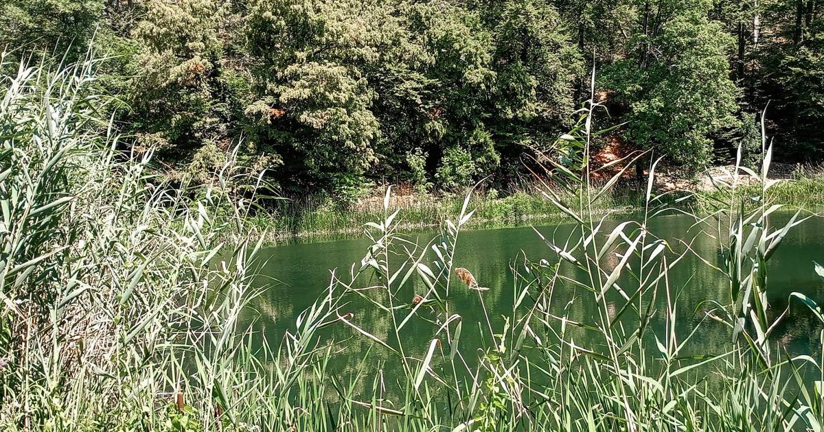 PAPUK__OTOK_U_DREVNOM_PANONSKOM_MORU-7_original